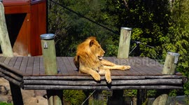 As the sun casts its warm glow over the zoo, the mighty lion king enjoys a lazy day, basking in the serenity of his domain.