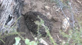 Spiny, bizarre, egg-laying Australian Echidna hides in a road drain before lumbering into the bush.