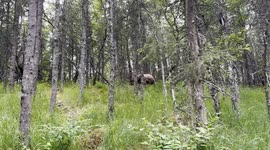 Brown Bear chase, Katmai National Park