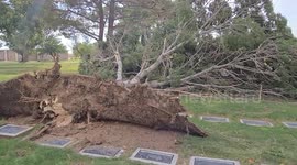 Strong Winds Topple Trees