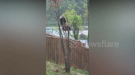 Acrobatic panda tumbles head over heels from top of tree at Chinese zoo