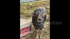 This is a unique buffalo that doesn't have horns in Tana Toraja, Indonesia