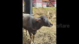 This is a unique buffalo that doesn't have horns in Tana Toraja, Indonesia