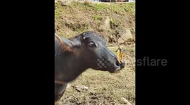 This is a unique buffalo that doesn't have horns in Tana Toraja, Indonesia