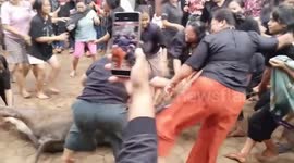 Unique Traditional tradition of mothers fighting over buffalo at death ceremonies in South Sulawesi, Indonesia
