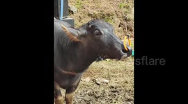 This is a unique buffalo that doesn't have horns in Tana Toraja, Indonesia