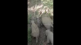 Asian elephant mother protects baby by kicking it back
