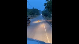 Car halts for hedgehog family crossing in Lam Takhong, Thailand