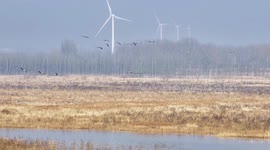 China: Cranes Fly in The Wetland of Guanting Reservoir in Zhangjiakou, China