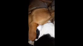 A sweet moment of cat sleeping underneath sleeping dogs ear.