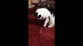 Funny cat retching after playing with and licking a tie wrap.