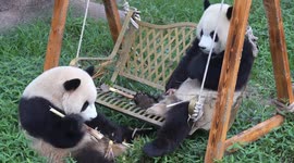 China: Giant Pandas Play at Chongqing Zoo