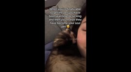 Ferret owner debunks myths, showcases pet's affection in viral video