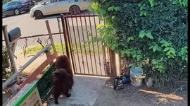 USA: Dog Injured by Firework Attack in Santa Ana