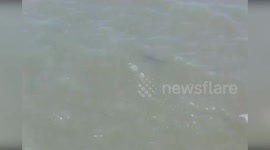 USA: NYPD Drones Spot Shark at Rockaway Beach