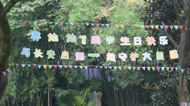 China: Giant panda Mang Cancan Celebrates His first birthday at Chongqing Zoo