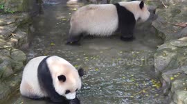 China: Giant panda Cools Off at Chongqing Zoo