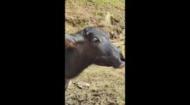 This is a unique buffalo that doesn't have horns in Tana Toraja, Indonesia