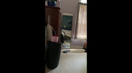 Cat's mirror play ends in a crash