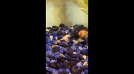 Fish appears to eat frog, but It's a false alarm