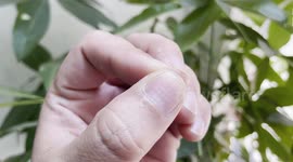 Clear Image of Asian Hand Nails: Left and Right