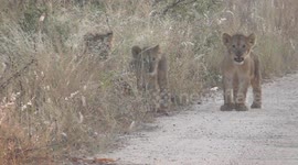 Adorable lion cubs cautiously approach filmer's vehicle in South Africa