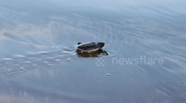 Baby turtles released on dirty and trash-filled beaches in Indonesia