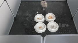 UK: Seagull Chicks Prefer Seafood Despite Urban Diet, Study Finds