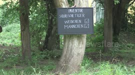 Austria: Tiger Playfully Destroys Vienna Zoo Sign