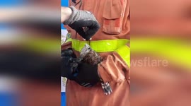 Spain: Firefighters Rescue Kestrels Nesting Dangerously in Spain