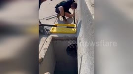 USA: Huge Lizard Captured on Phoenix Freeway After Escaping Owner's Home