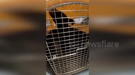 USA: Little Orphaned Bear Cub Rescued While Napping in Tree at Colorado Zoo