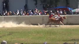 Unique tradition of cow racing in Indonesia, adrenaline pumping on a dusty field, a number of cows racing each other to the finish line