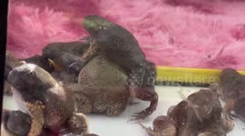 Superstitious locals hold frog weddings in Thailand