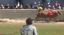 Unique tradition of cow racing in Indonesia, adrenaline pumping on a dusty field, a number of cows racing each other to the finish line