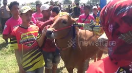 Unique tradition of cow racing in Indonesia, adrenaline pumping on a dusty field, a number of cows racing each other to the finish line