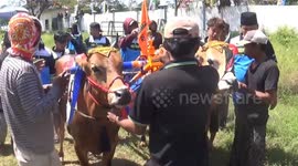 Unique tradition of cow racing in Indonesia, adrenaline pumping on a dusty field, a number of cows racing each other to the finish line