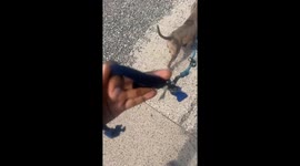 Proud Pup Insists On Walking Human