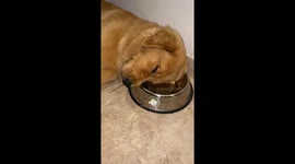 Dog Falls Asleep on Water Bowl