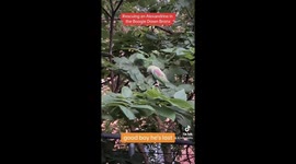 Rescuing an Exotic Alexandrine Green Parrot in the Boogie down Bronx.