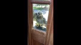 Standoff With A Young Cooper's Hawk