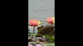 Rare bicolour water lilies bloom in northern China