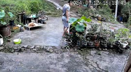 Hilarious CCTV captures golden retriever stealing and hiding live chicken from owner in China