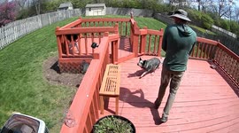 Dog vs. bee: hilarious chase caught on security camera