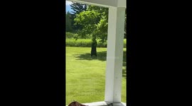 Bear spotted reaching for tree branches in Stockbridge yard