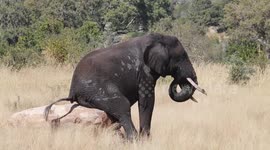 Elephant sits like human on rock to enjoy backside scratch