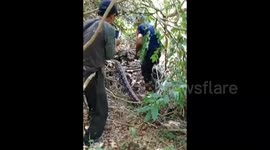 Dramatic Evacuation Of A Large 7 Meter Long Python That Was Trapped In A Resident's Garden In An Indonesian Forest, Rescued By Firefighters