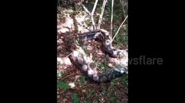 Dramatic Evacuation Of A Large 7 Meter Long Python That Was Trapped In A Resident's Garden In An Indonesian Forest, Rescued By Firefighters