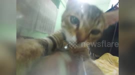 Cat plays in front of camera while climbing on owner