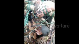 Dramatic Evacuation Of A Large 7 Meter Long Python That Was Trapped In A Resident's Garden In An Indonesian Forest, Rescued By Firefighters